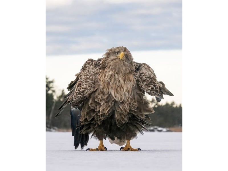 In the picture, a white-tailed eagle is ruffling its feathers. The picture was taken with the Nikon Z9's autocapture feature. The camera is placed on top of the sea ice on top of a bag of nuts at the level of the ice. I couldn't believe my eyes when I saw this picture. There were more than ten funny poses and expressions in the photo series.