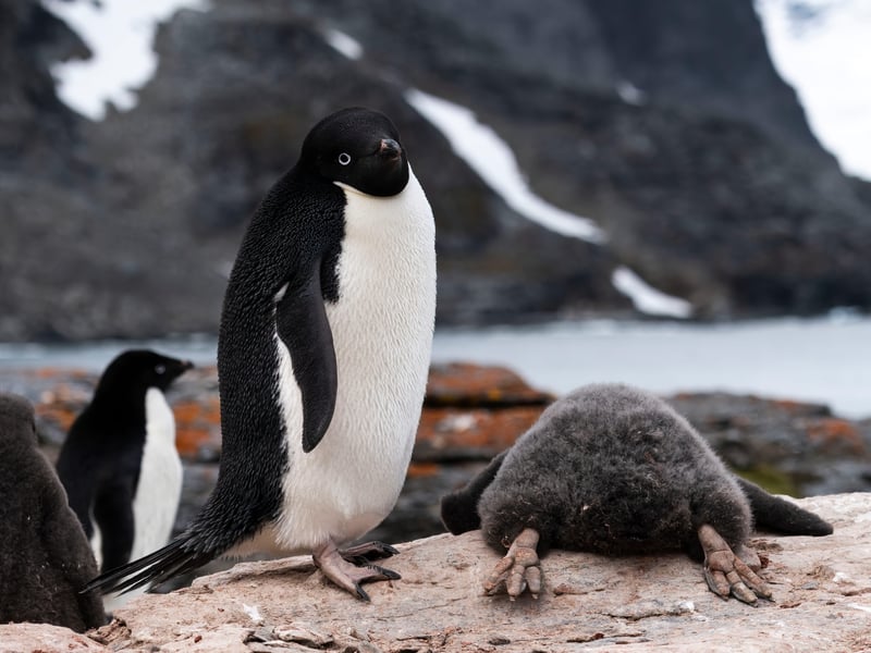 An Adelie penguin stands over its chick as it lays flat on the rock to cool off. Due to their high level of insulation, penguin chicks can sometimes overheat and lay on the rocks with their feet out to lower their body temperature. Picture taken on Shingle Cove in the South Orkney Islands.