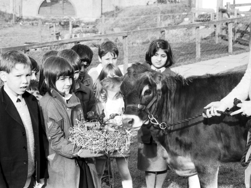 Living in such an urban environment growing up in Gorgie/ Dalry, it was great to have a slice of the countryside on your doorstep at Gorgie City Farm. Pupils from nearby Dalry Primary School would make regular educational trips in the 80s and 90s there to learn about farming life, feed the animals and just escape the classroom for a couple of hours. Pictured are children from Dalry primary school helping Dinkie the Jersey cow celebrate her first birthday at Gorgie City Farm in October 1987.