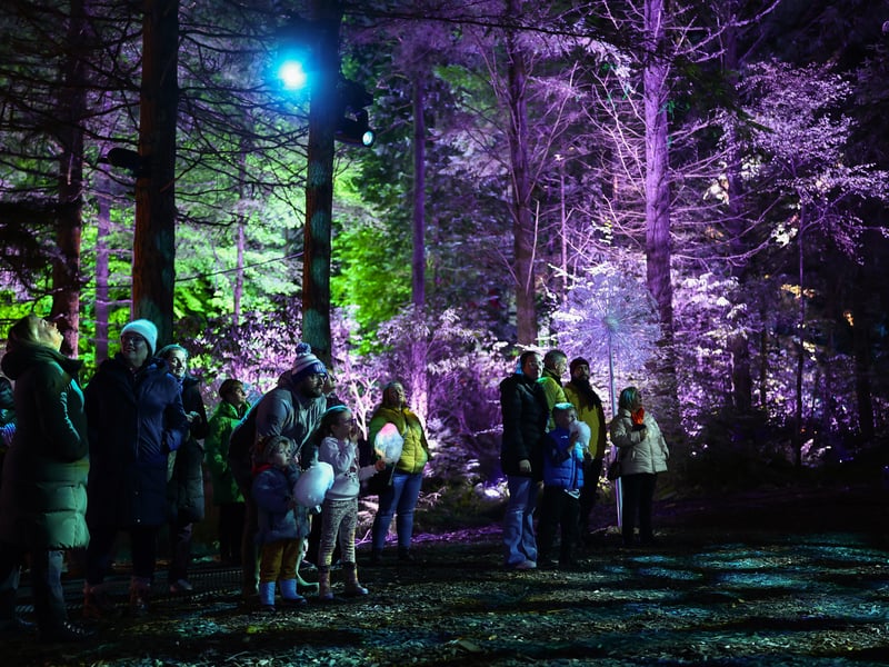 Enchanted Forest event at Faskally Wood on October 02, 2024 in Pitlochry, Scotland
