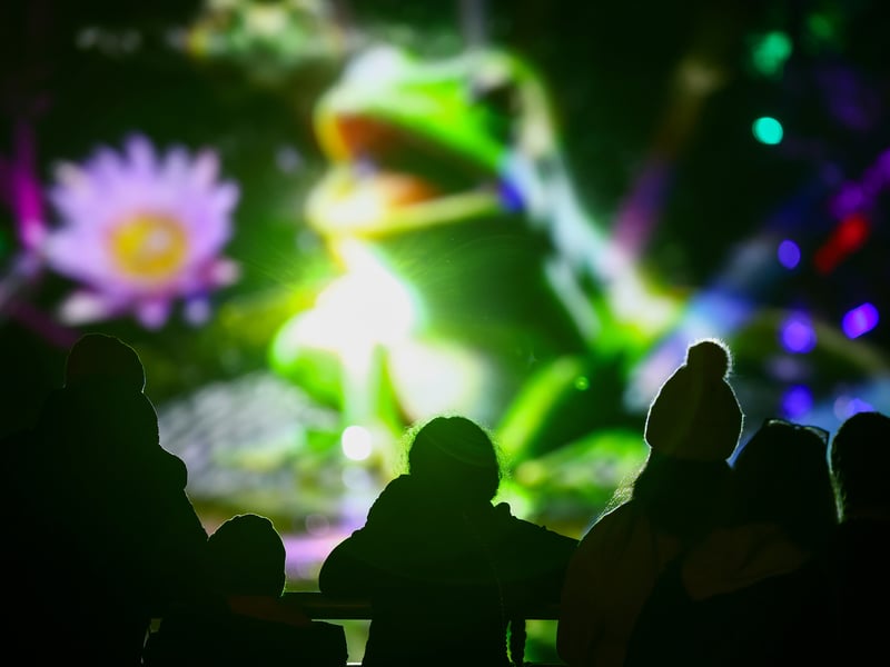A journey through a symphony of lights, music, and the natural beauty of the forest