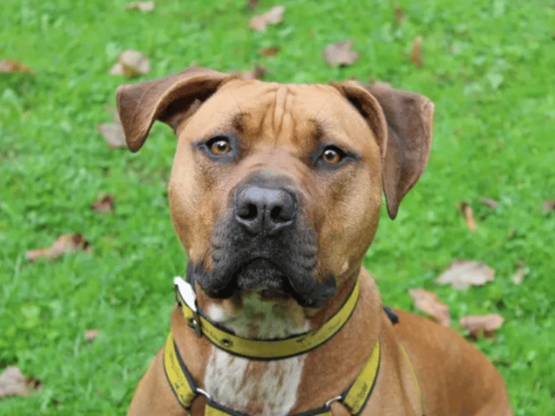 Rescue dogs Liverpool: 13 cute dogs looking for a forever home