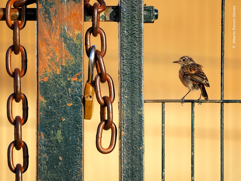 Free as a Bird by Alberto Roman Gomez from Spain, the winner in the Young Wildlife Photographer of the Year, 10 Years and Under