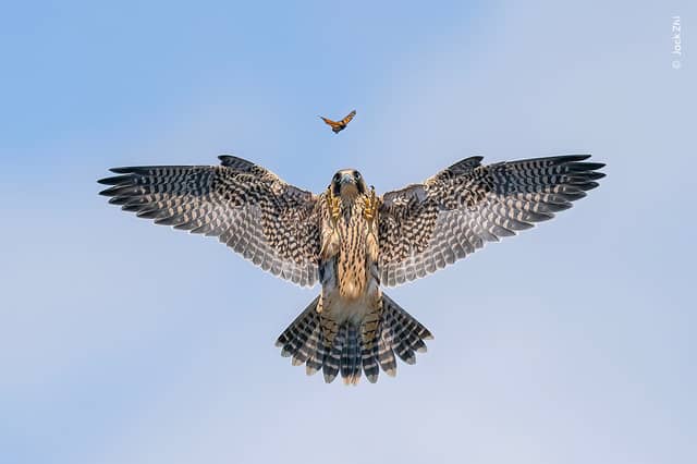 Practice Makes Perfect by Jack Zhi from USA, the winner in the Behaviour