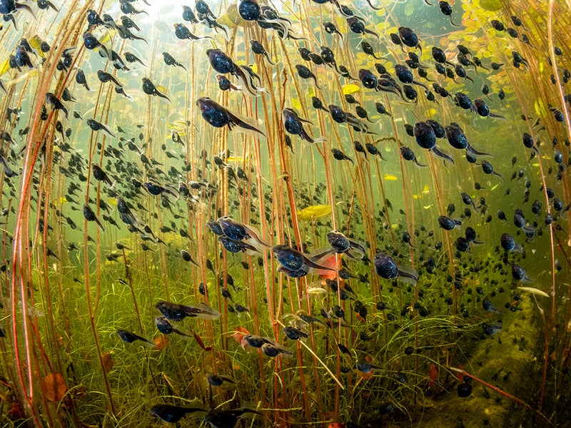 The Swarm of Life by Shane Gross from Canada, the winner in the Wetlands: The Bigger Picture category