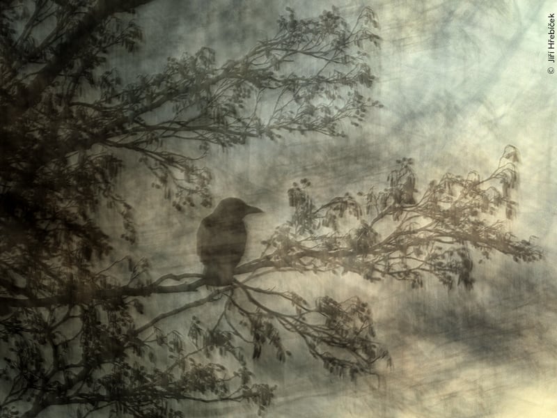 The Artful Crow by Jiri Hrebicek from Czech Republic, the winner in the Natural Artistry category