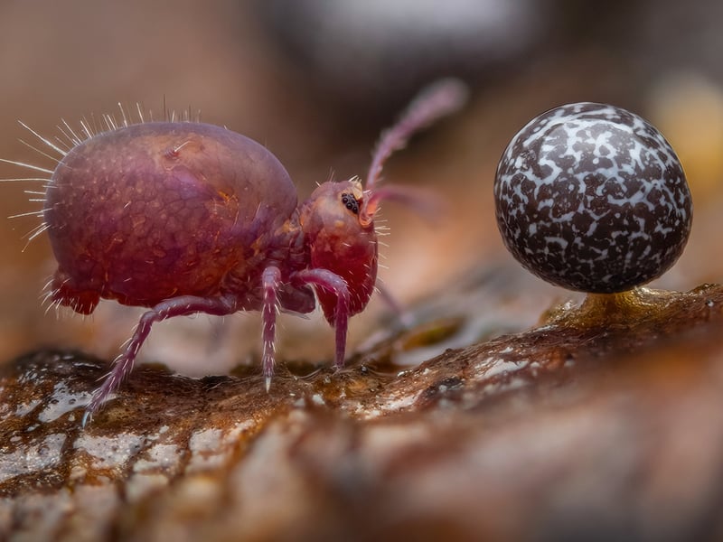 Life Under Dead Wood by Alexis Tinker-Tsavalas from Germany, the winner in the Young Wildlife Photographer of the Year, 15-17 Years category