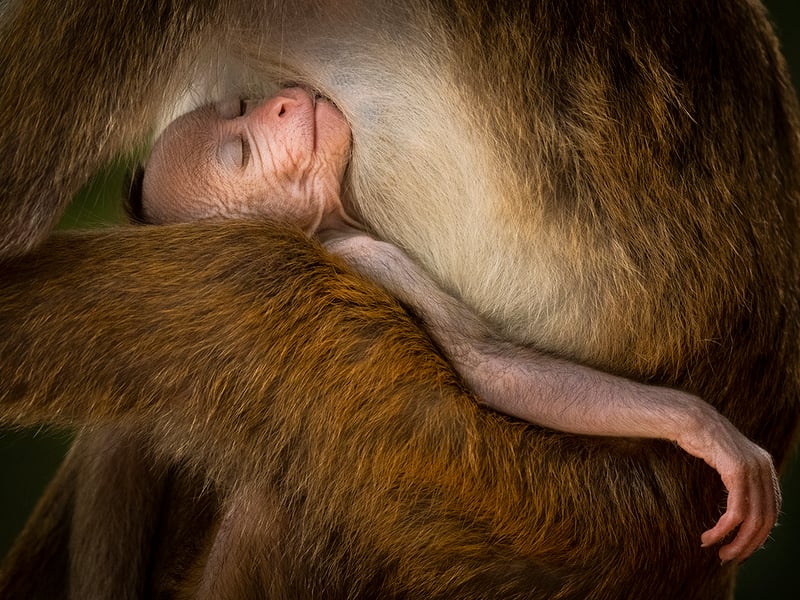 A Tranquil Moment by Hikkaduwa Liyanage Prasantha Vinod from Sri Lanka, the winner in the Behaviour: Mammals category