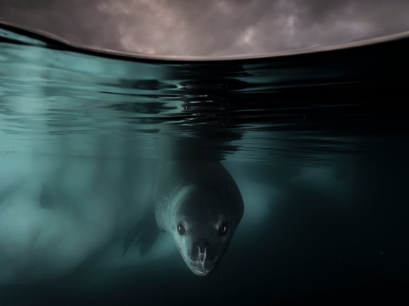 Under the Waterline by Matthew Smith from UK/Australia, the winner in the Underwater category