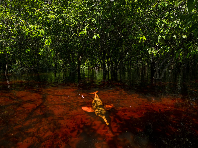 Dolphins of the Forest by Thomas Peschak from Germany/South Africa, the winner of the Photojournalist Story Award