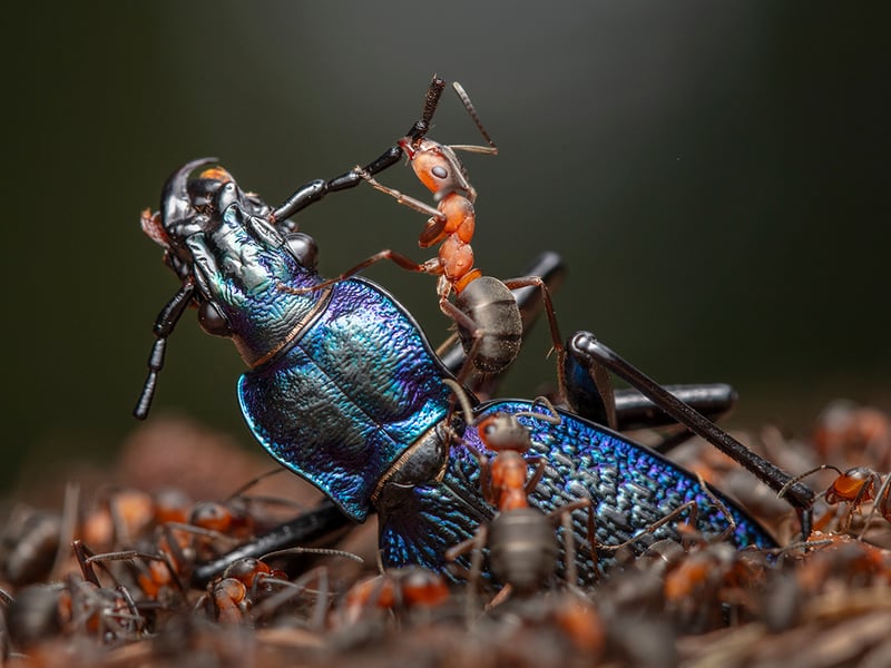 The Demolition Squad by Ingo Arndt from Germany, the winner in the Behaviour: Invertebrates category