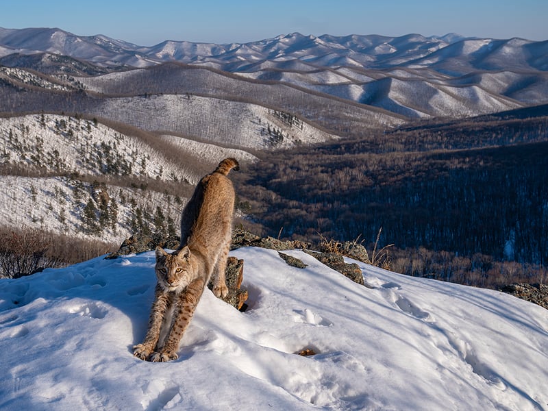 Frontier of the Lynx by Igor Metelskiy from Russia, the winner in the Animals in their Environment category