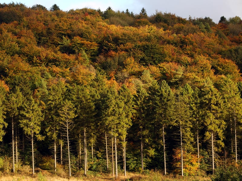 The worst tourist attraction to get a phone signal in England is Wendover Woods, according to Mobiles.co.uk's analysis. So as you take in those autumn leaves, you will have to be present in the moment. Photo: Oli Scarff/Getty Images