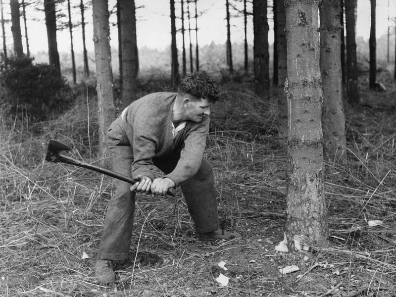For those heading to Thetford Forest Park, you might end up feeling like this forestry worker from 1960 because it is one of the worst tourist attractions to get a phone signal, according to Mobiles.co.uk's analysis. Photo: Lee/Central Press/Getty Images