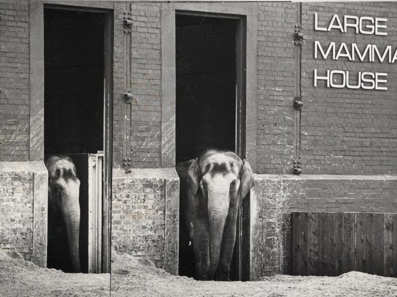 Blackpool Zoo's elephant house April 1981