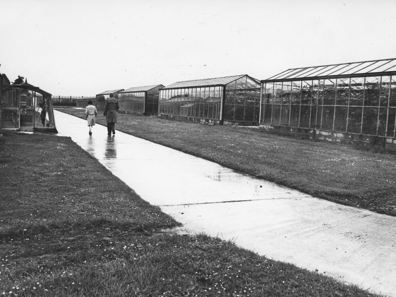 Blackpool tomato greenhouses, 1980
