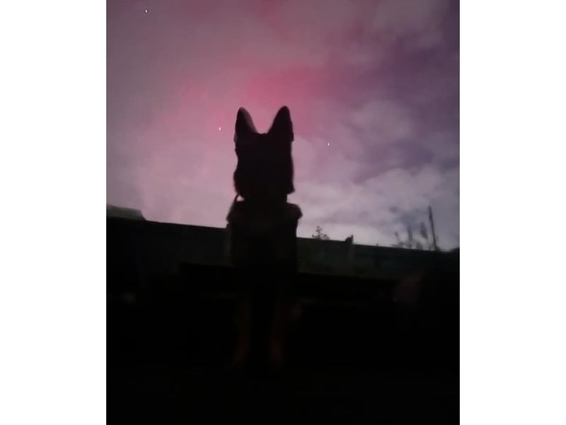 Hannah Wilson's dog enjoyed the view