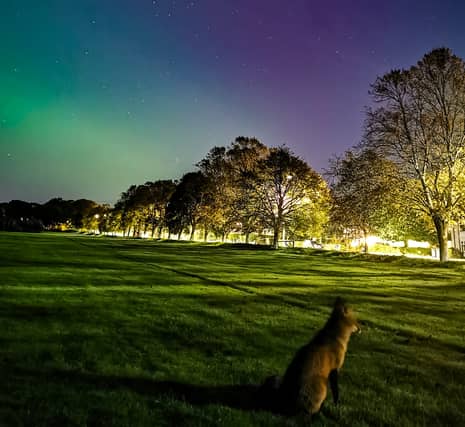 Vish Patel shared this picture of a fox coming out to appreciate the display