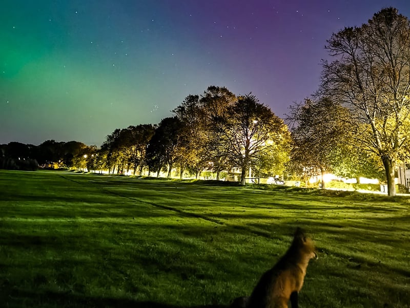 Vish Patel shared this picture of a fox coming out to appreciate the display