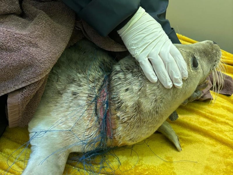 Ariel spent three months being treated by SSPCA staff