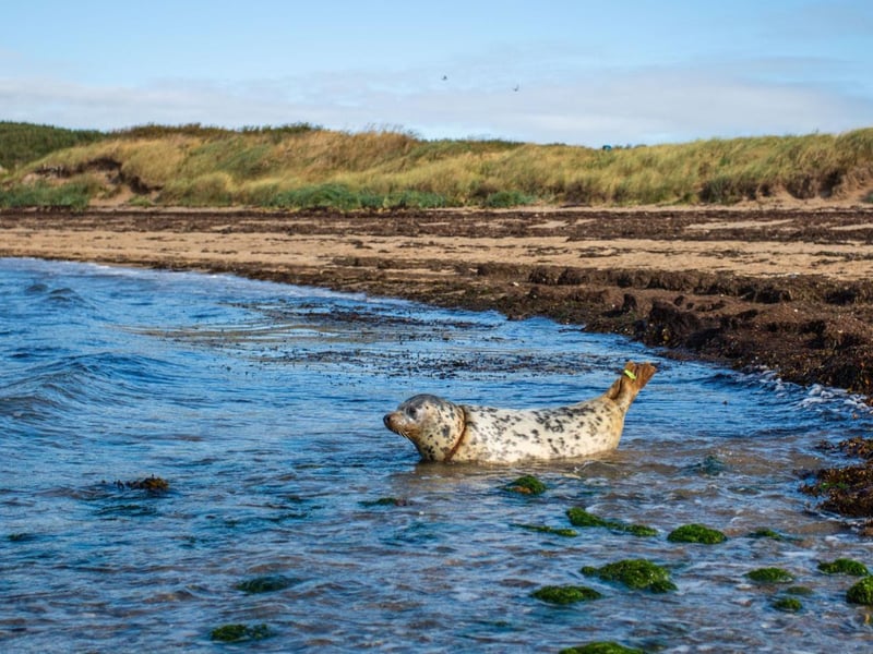 She was released back into the sea by staff.