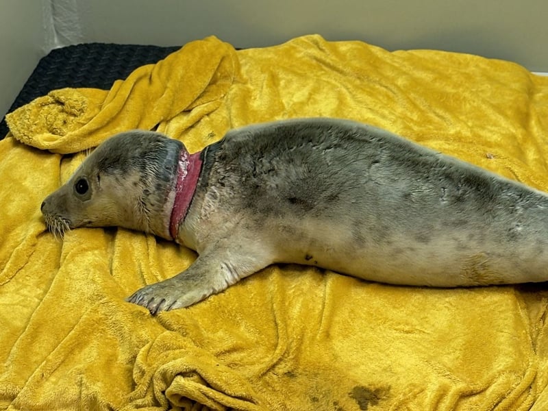 Ariel was taken to the Scottish SPCA’s National Wildlife Rescue Centre at Fishcross.