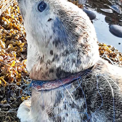 Ariel was found caught in fishing wire on the beach