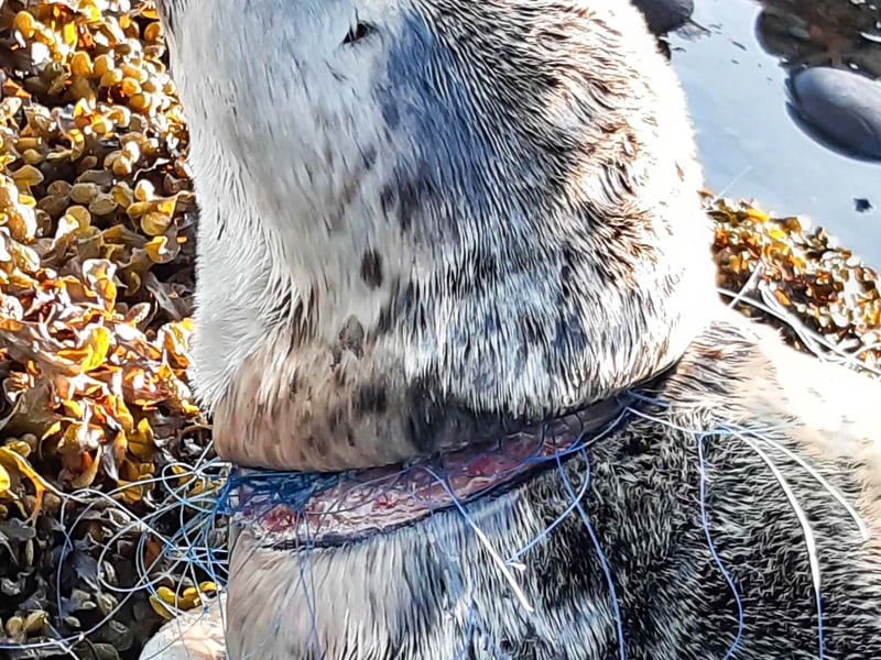 Ariel was found caught in fishing wire on the beach