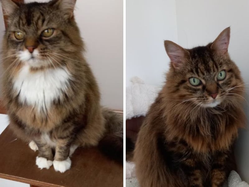 Gorgeous Pixie and her handsome brother Paddy (with the white paws) are a stunning pair of long haired cats looking for their furr-ever family. Pixie is much more shy than Paddy until she feels settled, then she'll come out of her shell. When she does, this little diva enjoys a pet; but would prefer you to make the effort and come to her. Paddy and Pixie enjoy each other's company and they both love a daily groom to keep their coats in tip top condition. They are looking for an indoor home with a mature family who have time to spend with them and no other pets please. They are available from the Cats Protection Glasgow Branch.