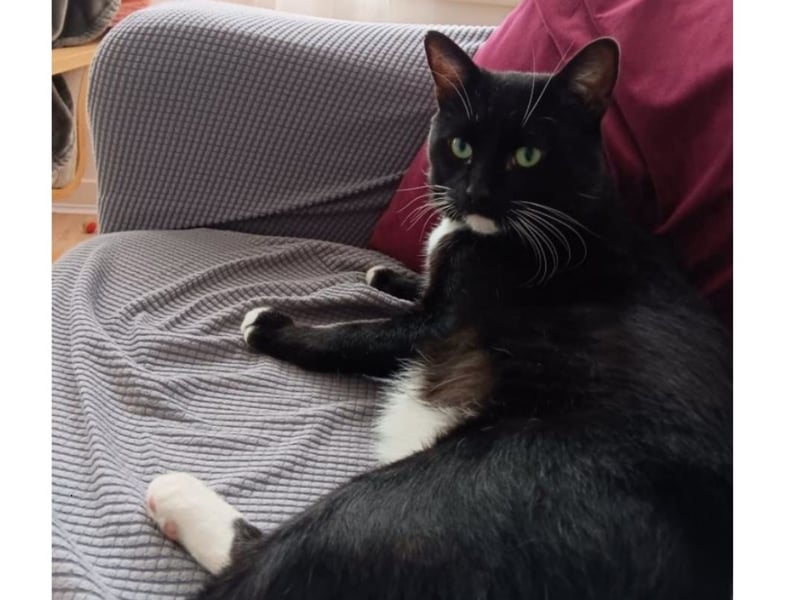 Handsome Max came into care as a scared wee stray. With lots of TLC from his foster family, he's learning to trust his humans more every day. He's an independent boy, but also affectionate and likes to lie beside you for a snooze or follow you round the house nuzzling your legs with his head. Max loves to play with his toys and he loves his food. In fact, the best time to pet or brush him is when he's asking for treats or having his dinner. He can still give a wee swipe if taken by surprise, but he also enjoys a snuggle when he's relaxed. Max would like to find an experienced, adult family who have got the love and patience to carry on building his confidence. Max needs to be an only pet and have access to the great outdoors. Max is available from the Cats Protection Glasgow Branch.