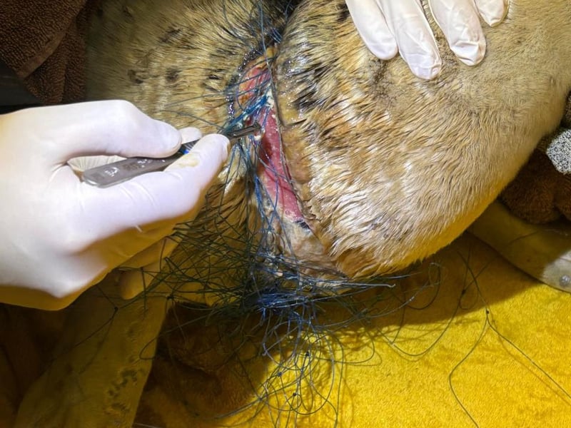 SSPCA staff had to work painstakingly to clean Ariel's wounds