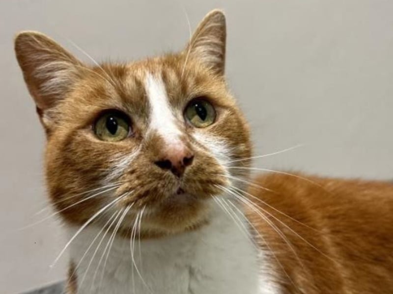 Kasztan is a confident older gentleman, looking for the best place to take a snooze! He loves a fuss and purrs nonstop. He's looking for a home with outdoor access, as he loves the feel of the wind in his fur! An older family that will respect his boundaries would suit him better. Kasztan is available from Cats Protection Scottish Cat Centre.