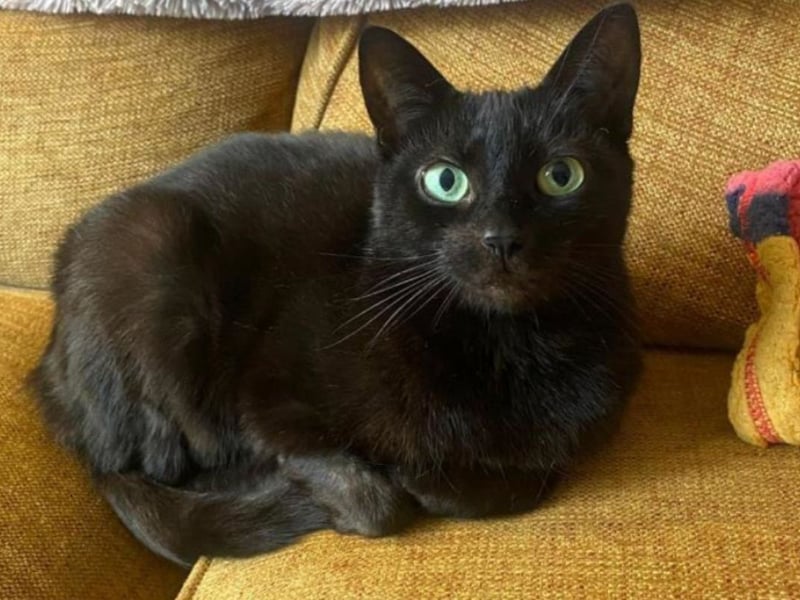 Pretty Princess came into Cats Protection care as a pregnant mum. Now that she's had her kittens, it's time for her to find a home of her own. Princess is a lovely natured, affectionate cat, but likely to be timid around new humans at first. Once settled however, she will happily sit beside you on the sofa or come looking for a pat or a play with her fishing rod toy or her laser pen. She has a few sparse patches of fur due to over grooming. Princess will be a great wee companion for an adult family who has plenty of time to spend with her. She'd like to have the chance of a safe, secure garden if she chooses. Princess is available from the Cats Protection Glasgow Branch.