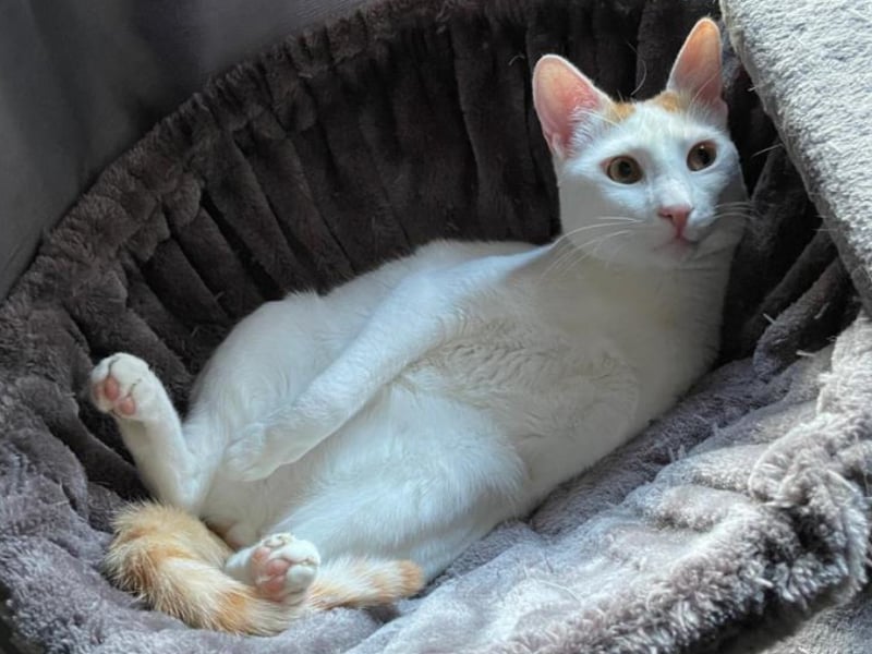 Stunning Rafi is a young Arabian Mau who's come into care through no fault of his own. Rafi is an intelligent, energetic cat with plenty to say. He needs lots of space to run around and while he might be a bit unsettled at first and can be spooked by loud noises, he soon settles down and loves to play with his toys and enjoys a game of fetch. He's a confident cat who likes his humans to be around for company, playtime and to have a good chat with him.
Rafi is looking for a spacious home with no other pets or children. He's used to a quieter household and would love to find an experienced family who could offer him access to a catio or fenced in garden so that he can sit in the sun as he just loved that before. Rafi is available from Cat Protection Glasgow Branch.
