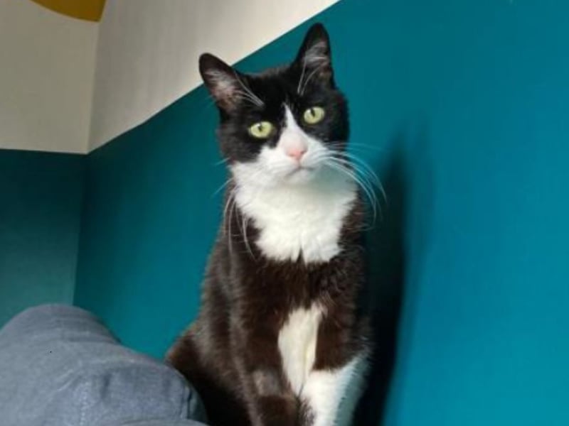 Felix is a handsome man looking for a forever home. He came into care through no fault of his own and is looking forward to his next big adventure. He was described as a confident cat in his previous home although he found life in the centre quite difficult. He is now with a foster family and growing in confidence every day. His foster family says he is so playful and can even be bossy when he's ready for his dinner or a fuss. He is looking for a home with adults or teens, 13+. It may take a little time before his personality shines however he will be a great companion once he is settled. He needs direct outdoor access as he has lots of exploring to do. Felix is available from the Cats Protection Scotland Cat Centre.