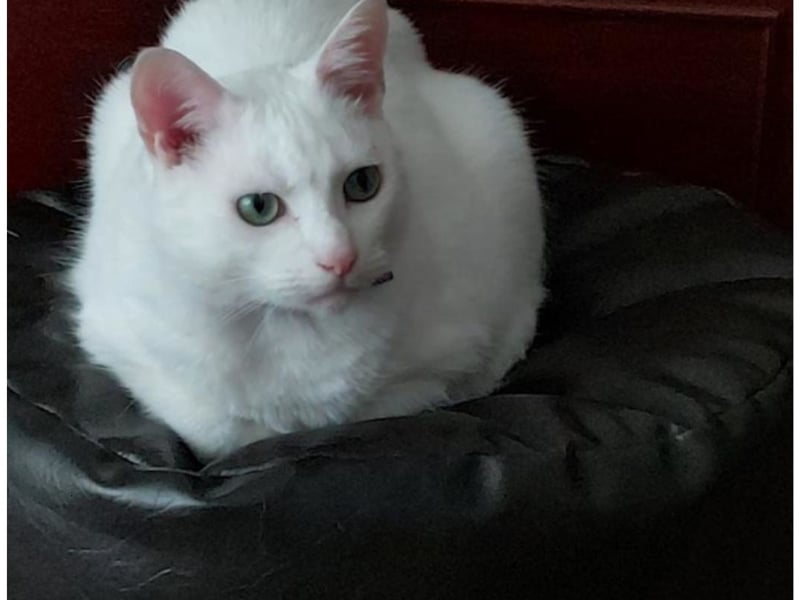 Snowball is a little fluffy snowball looking for his forever home. He is a quiet boy who keeps himself to himself, however in the right home his personality will shine. He needs an adult-only home where he can be centre of attention - so no other pets or children please. He would like a quiet home where he can curl up on the couch. He has previously been an indoor cat but spent a lot of his time on the window ledge watching the world go by - so in my new home he would like the opportunity to experience adventures outside. Snowball is available from the Cats Protection Scottish Cat Centre.