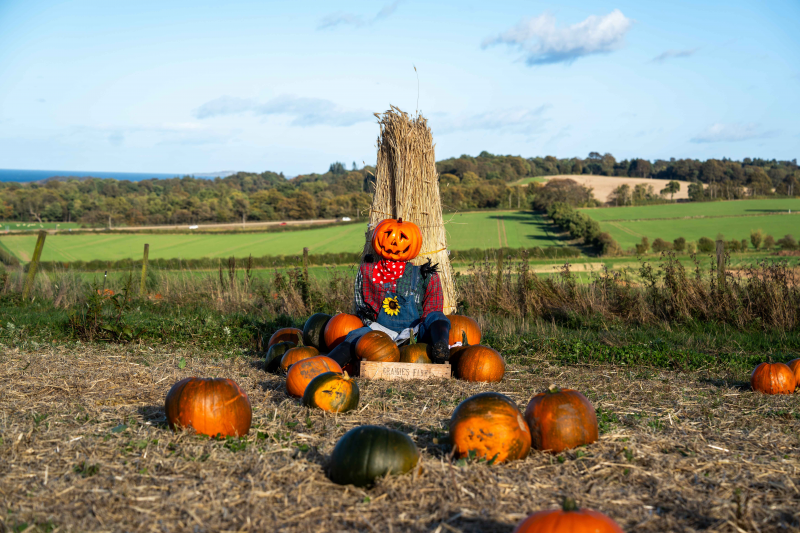 Craigies Farm, just outside Edinburgh, really get into the Halloween spirit, with youngsters invited to select their perfect pumpkin to carve as part of their annual Pumpkin Festival. This year, for one night only on October 31, they are hosting an adults-only event. Navagate a haunted maze, experience the pumpkin patch at night, enjoy the monster bale trail and the haunted harvest, along with food and drink. Optional zombie splat paintball is also available. Tickets are £12.