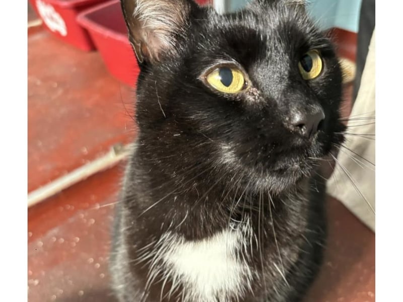 Sebastian is on the hunt for his new forever home. As you can tell from his photo, he is adorable. He is a little bit on the extra chunky side, but that just means he gives better cuddles. He was a bit shy when he first arrived into care but he is now a cuddle bug. He is a big boy but loves to be a lap cap. He is looking for an older family home, and would be comfortable around kids ages 8+ or teens. He is also looking for a home with direct access to the outdoor world so he can stretch his paws in the grass. Sebastian is available from Scottish Cats Protection Scotland Cat Centre.