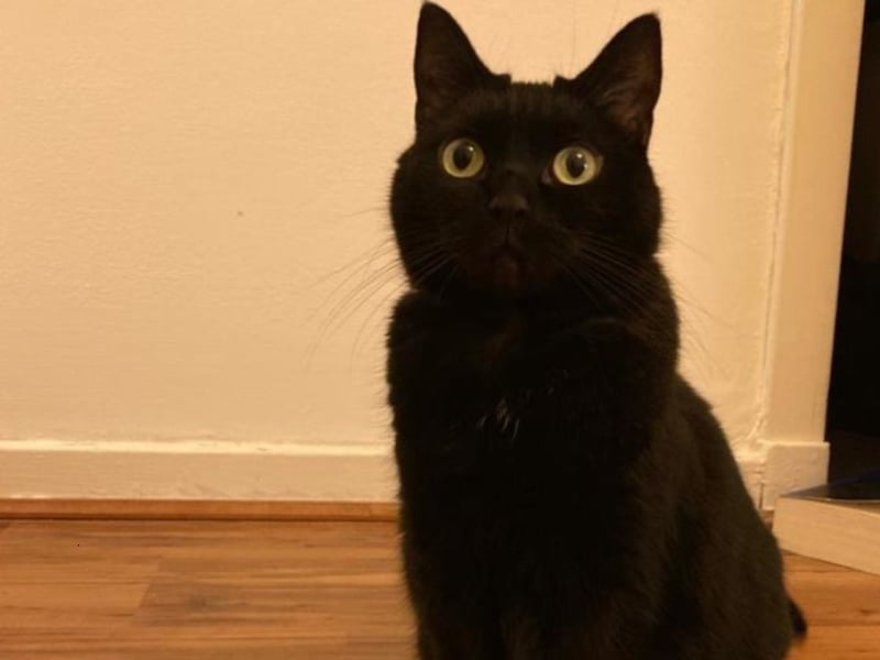 Luna is a cute girl who is looking for her new home. In her last home she was said to enjoy hopping up in her favourite person's lap from time to time. She loves to find a little cosy spot to curl up in, and is the same in the centre where I enjoy my comforts. She loves to play! She loves spending time with fellow huma.s playing with her fishing rod toys and her spring toys. She is looking for an adult only home with direct outdoor access so that she can get exploring outdoors. Luna is available from Cats Protection Scottish Cat Centre.