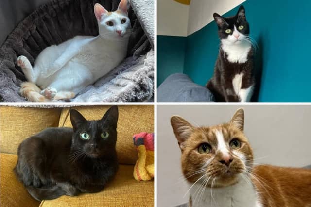 Some of the adorable cats looking for their forever homes.