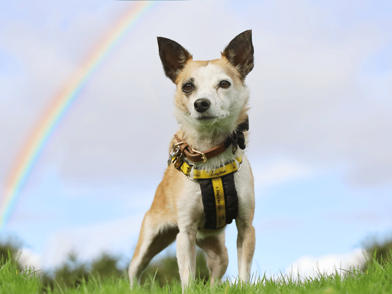 Rainbow is a four-year-old Chihuahua Crossbreed who is shy with new people but blossoms with patience. She needs a quiet, adult-only home as the only pet due to her anxieties. Rainbow loves walks in peaceful areas and enjoys playtime with her human friends once she feels secure. With gradual training, she’ll continue improving with her dog reactivity.
