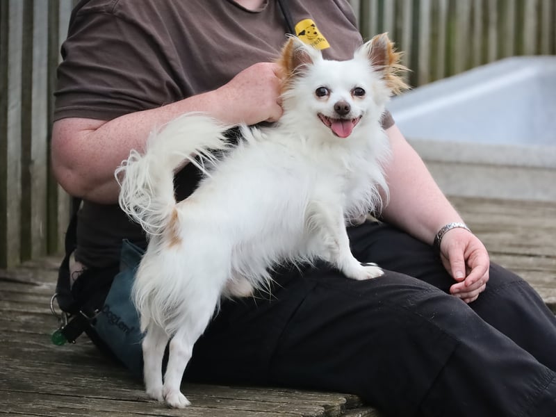Ringo is a nine-year-old Chihuahua looking for a calm home. He prefers quiet walks where he won’t encounter many dogs and enjoys traveling to find peaceful spots. While initially reserved, Ringo warms up and becomes more affectionate over time. He’s best suited to a home without young children, though calm teenagers would be fine.