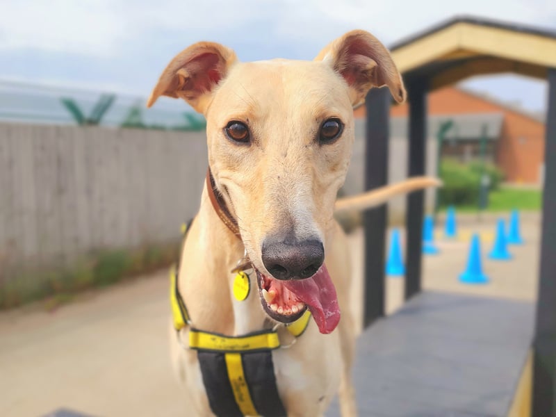 Rory is a four-year-old Lurcher who adores being around people. He’s super friendly but needs slow introductions to being left alone. Rory is currently on medication for anxiety, which is helping him adjust. He’s smart, food-motivated, and enjoys learning new tricks. Rory loves walks and bum scratches and is becoming more confident with other dogs.