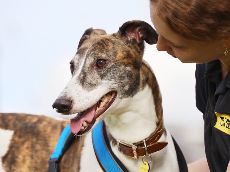 Scully is a four-year-old ex-racing Greyhound looking for her forever home. She has a strong chase instinct and needs a secure garden for off-lead zoomies. Scully is playful, affectionate, and walks best in quiet areas with minimal dog encounters. She’s nearly housetrained and will thrive as the only pet in a home with someone around most of the time.