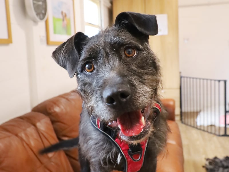 Brontë is a three-year-old Crossbreed who would thrive in an active home with lots of training and activities. She’s highly food-motivated and eager to learn, but she’s nervous around other dogs and needs a quiet home as the only pet. Brontë can be shy at first, but with time, her playful and affectionate nature shines through.