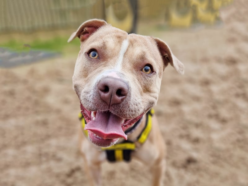 Cara is a one-year-old Staffy Crossbreed who has faced challenges, including being found pregnant as a stray. She’s now ready for her own home but remains anxious and is on medication to help. Cara needs gentle, patient adopters who can continue building her confidence. She’s very affectionate, loves human companionship, and can be introduced to dog friends with care.