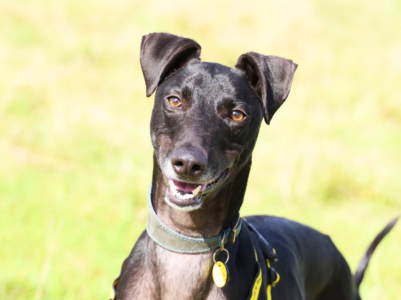 Gerald is a one-year-old Lurcher with a zest for life. He needs to be the only pet and enjoys a secure garden for off-lead zooms, which will also help with housetraining. Playtime with Gerald is full of fun, and he’s good with children and other dogs, though he prefers his space. Food-motivated, he’s keen to learn and easy to train.
