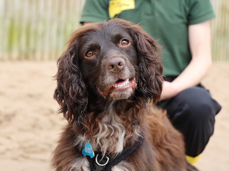 Koko is a one-year-old Cocker Spaniel full of energy and enthusiasm. He needs active adopters who enjoy training and outdoor adventures. Koko is great with other dogs and could live with another similar dog. He’s smart, eager to learn, and a perfect fit for Spaniel lovers looking for a fun and trainable companion.