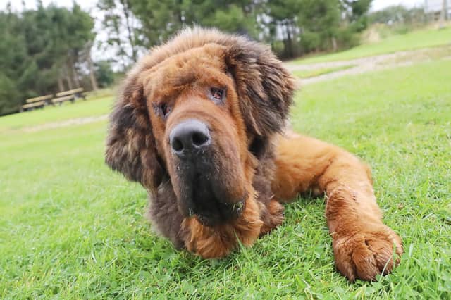 Aslan is a two-year-old Tibetan Mastiff who was found as a stray in poor condition with a painful skin issue and eye infection. After surgery and treatment, he has fully recovered and is ready for adoption. Aslan loves people and other dogs but needs a quiet, adult-only home to help him adjust to a stable routine and continue his training.