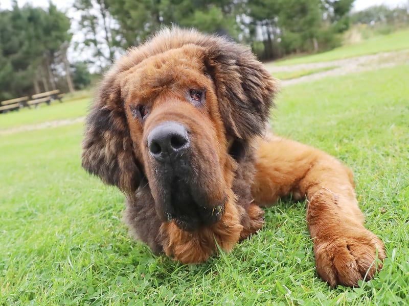 Aslan is a two-year-old Tibetan Mastiff who was found as a stray in poor condition with a painful skin issue and eye infection. After surgery and treatment, he has fully recovered and is ready for adoption. Aslan loves people and other dogs but needs a quiet, adult-only home to help him adjust to a stable routine and continue his training.